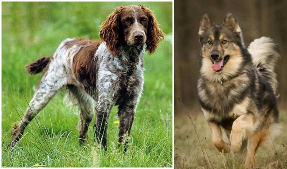 Native American Indian Dog vs Pont-Audemer Spaniel - Breed Comparison