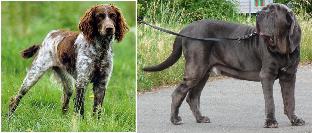 Neapolitan Mastiff vs Pont-Audemer Spaniel - Breed Comparison