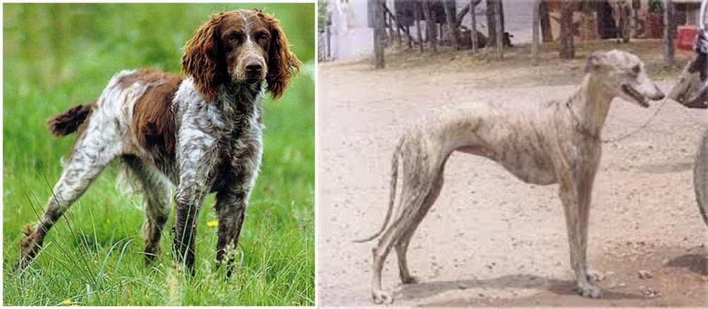 Rampur Greyhound vs Pont-Audemer Spaniel - Breed Comparison