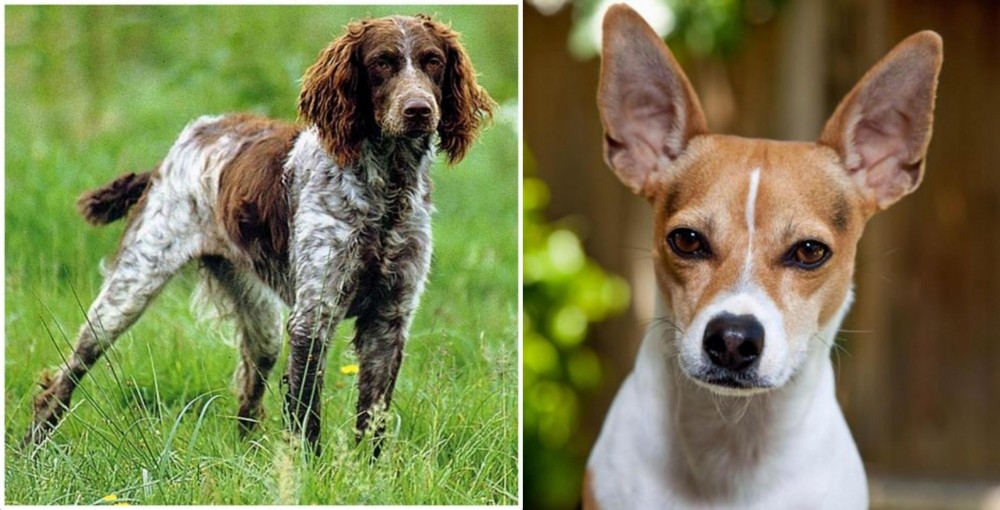 Rat Terrier vs Pont-Audemer Spaniel - Breed Comparison