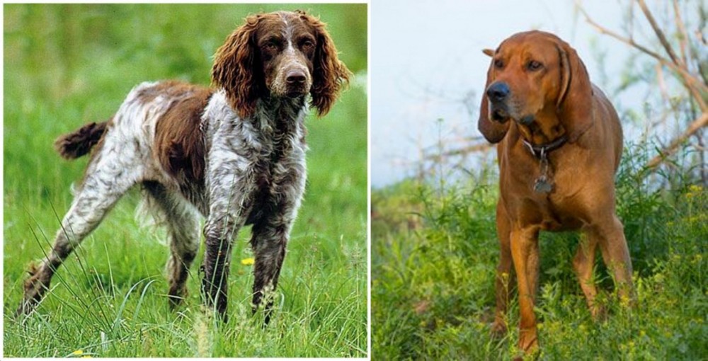 Redbone Coonhound vs Pont-Audemer Spaniel - Breed Comparison
