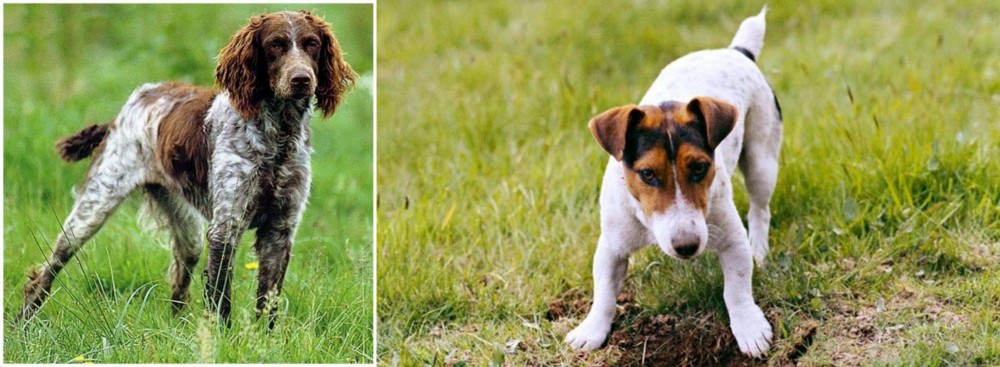 Russell Terrier vs Pont-Audemer Spaniel - Breed Comparison