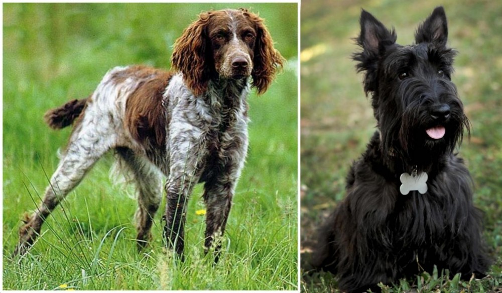 Scoland Terrier vs Pont-Audemer Spaniel - Breed Comparison