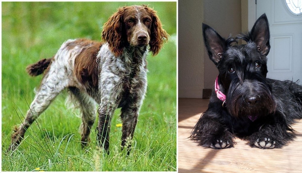 Scottish Terrier vs Pont-Audemer Spaniel - Breed Comparison