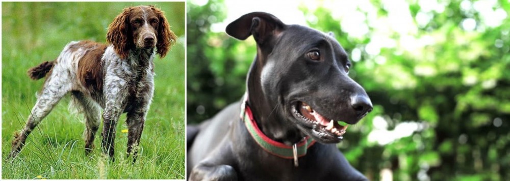Shepard Labrador vs Pont-Audemer Spaniel - Breed Comparison