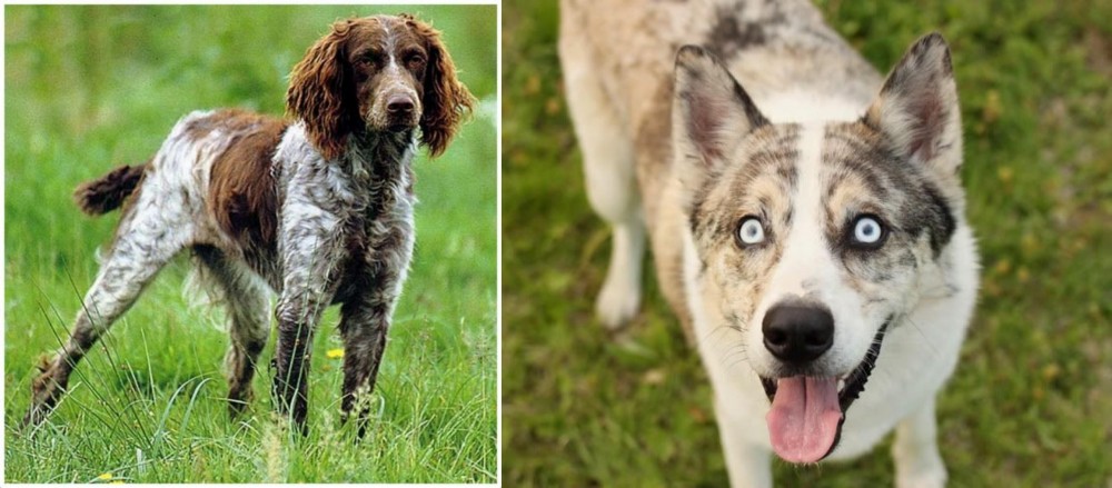 Shepherd Husky vs Pont-Audemer Spaniel - Breed Comparison