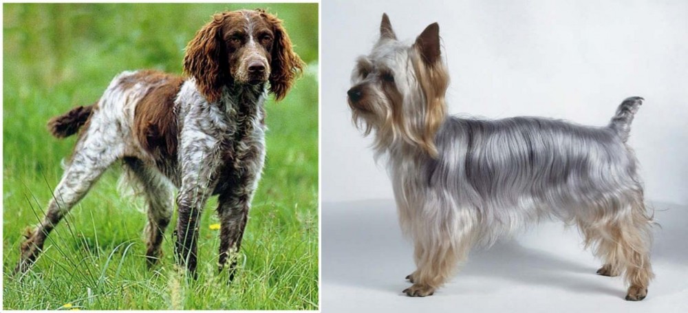 Silky Terrier vs Pont-Audemer Spaniel - Breed Comparison
