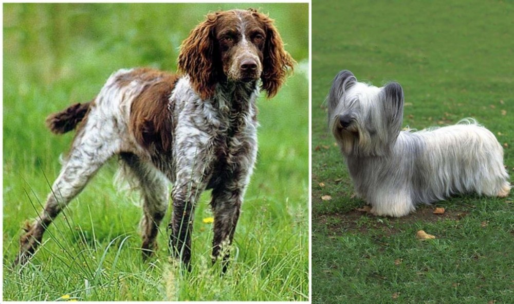 Skye Terrier vs Pont-Audemer Spaniel - Breed Comparison