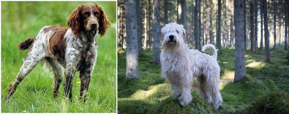 Soft-Coated Wheaten Terrier vs Pont-Audemer Spaniel - Breed Comparison