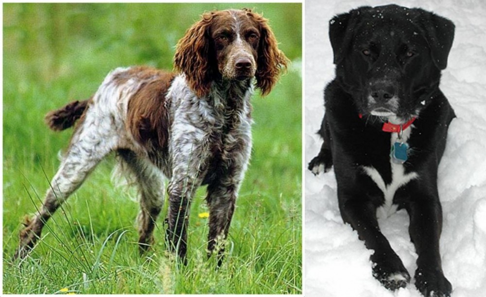 St. John's Water Dog vs Pont-Audemer Spaniel - Breed Comparison