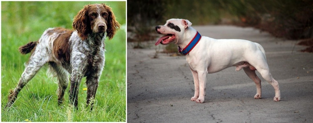 Staffordshire Bull Terrier vs Pont-Audemer Spaniel - Breed Comparison