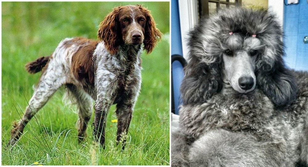 Standard Poodle vs Pont-Audemer Spaniel - Breed Comparison
