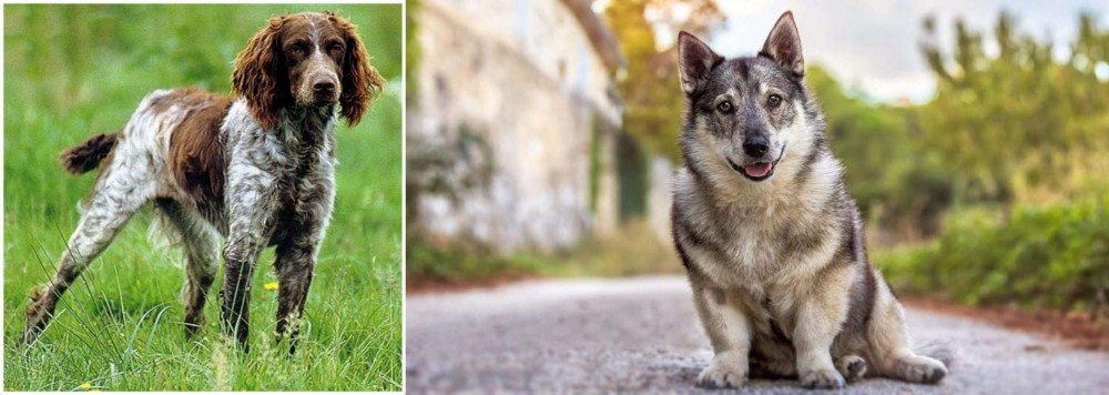 Swedish Vallhund vs Pont-Audemer Spaniel - Breed Comparison