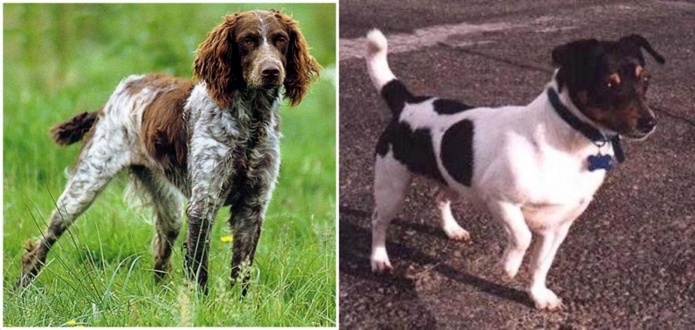 Teddy Roosevelt Terrier vs Pont-Audemer Spaniel - Breed Comparison