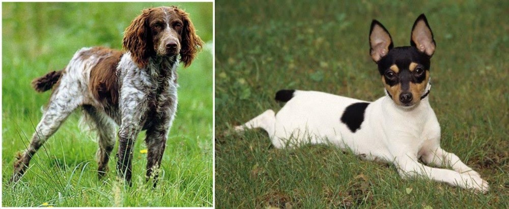 Toy Fox Terrier vs Pont-Audemer Spaniel - Breed Comparison