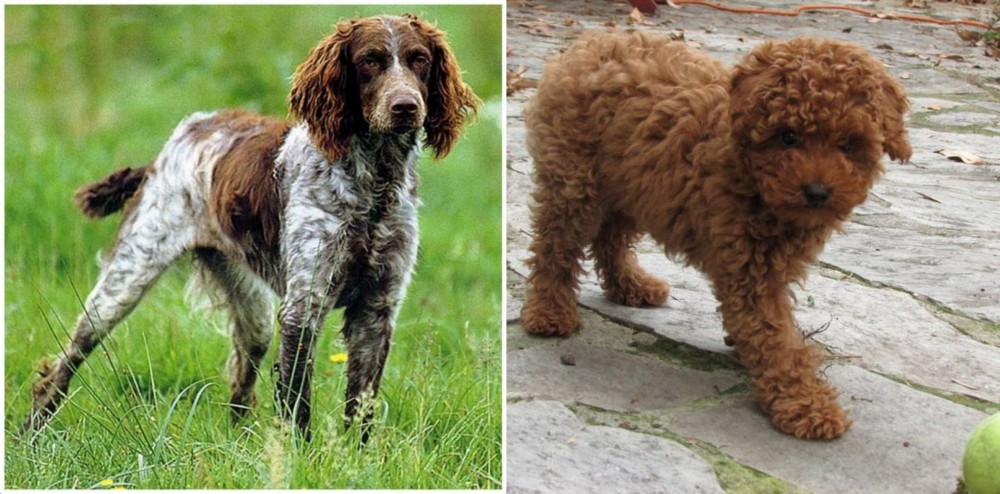 Toy Poodle vs Pont-Audemer Spaniel - Breed Comparison