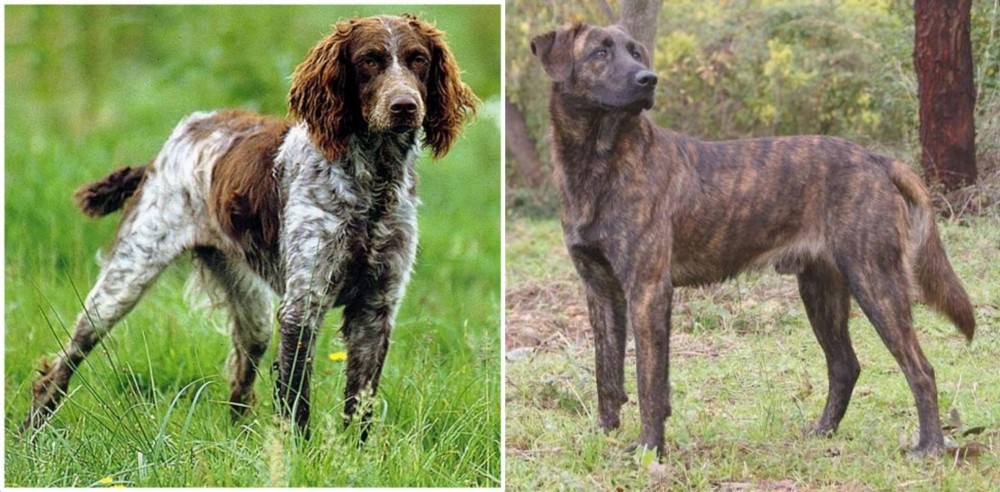 Treeing Tennessee Brindle vs Pont-Audemer Spaniel - Breed Comparison