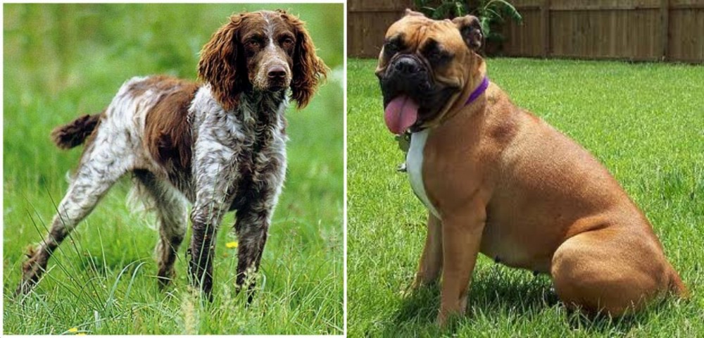 Valley Bulldog vs Pont-Audemer Spaniel - Breed Comparison