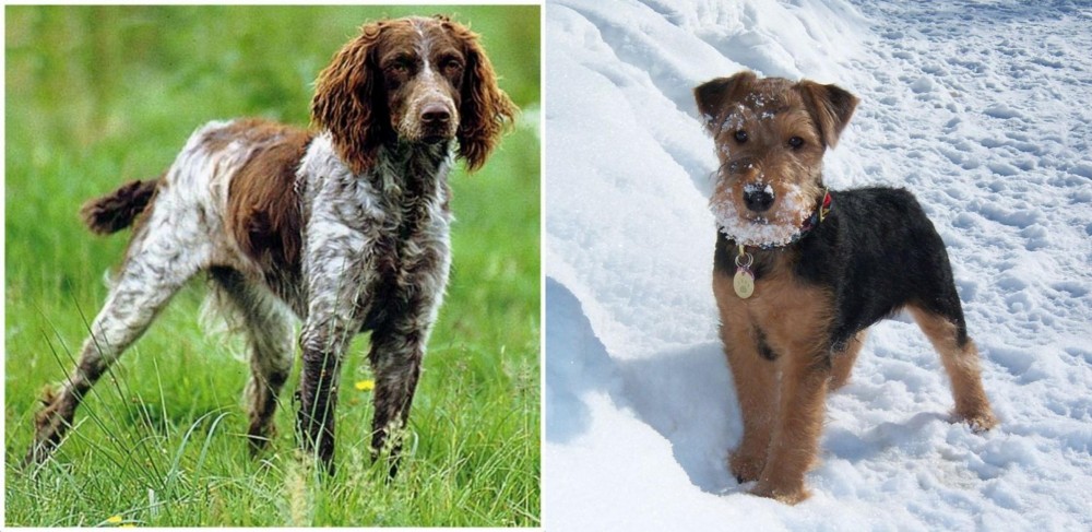 Welsh Terrier vs Pont-Audemer Spaniel - Breed Comparison