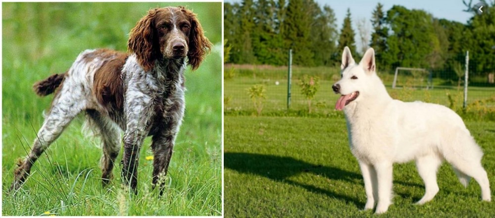 White Shepherd vs Pont-Audemer Spaniel - Breed Comparison