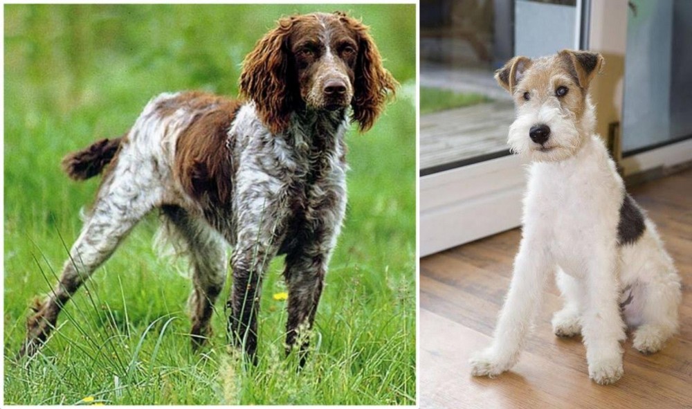 Wire Fox Terrier vs Pont-Audemer Spaniel - Breed Comparison