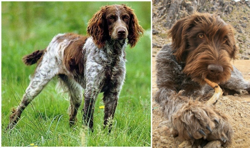 Wirehaired Pointing Griffon vs Pont-Audemer Spaniel - Breed Comparison