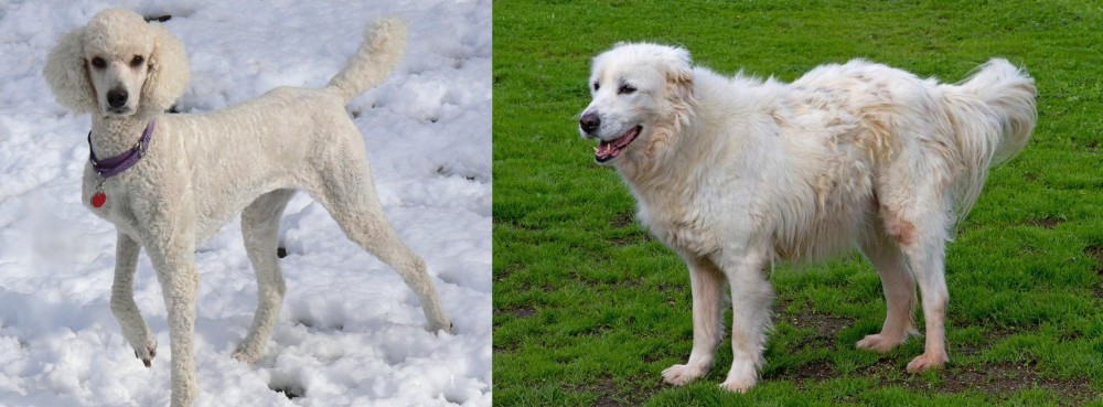 Abruzzenhund vs Poodle - Breed Comparison