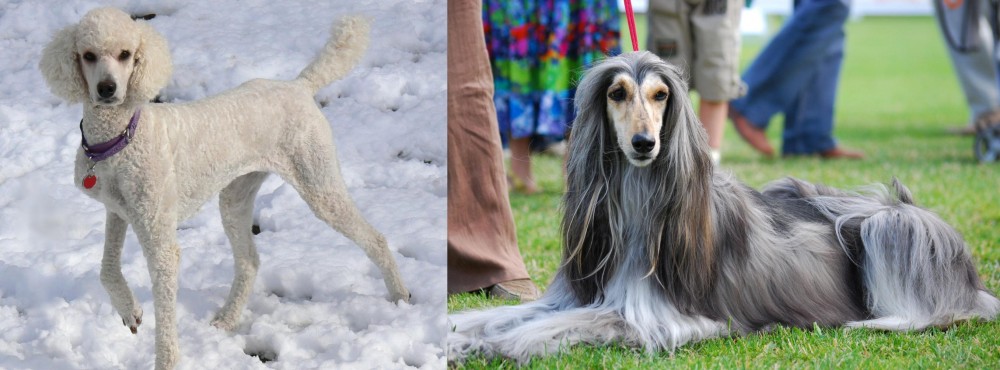 Afghan Hound vs Poodle - Breed Comparison