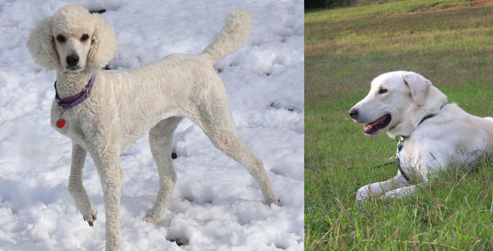 Akbash Dog vs Poodle - Breed Comparison