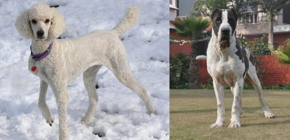 Alangu Mastiff vs Poodle - Breed Comparison