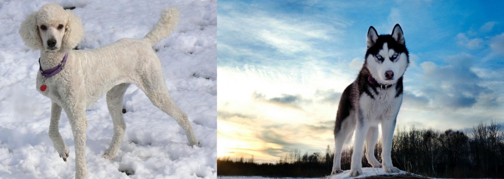 Alaskan Husky vs Poodle - Breed Comparison