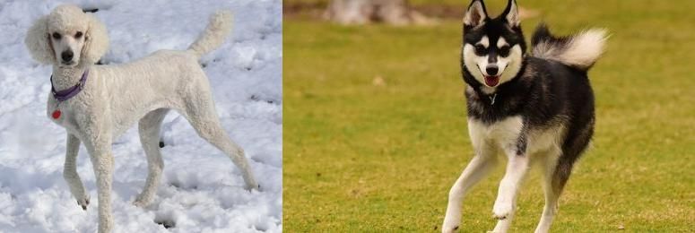 Alaskan Klee Kai vs Poodle - Breed Comparison