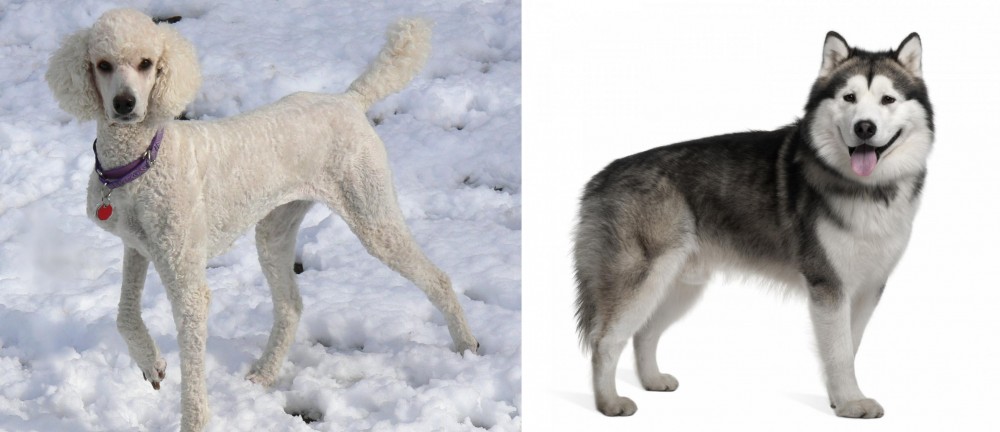 Alaskan Malamute vs Poodle - Breed Comparison