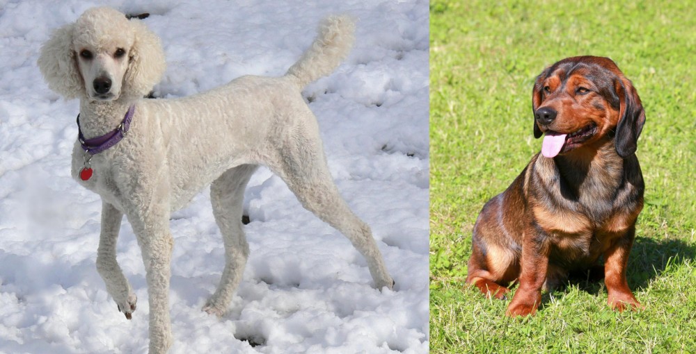 Alpine Dachsbracke vs Poodle - Breed Comparison