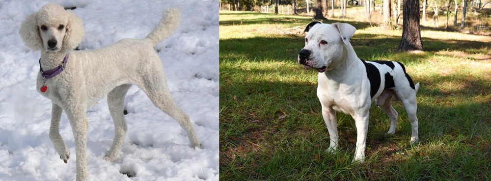 American Bulldog vs Poodle - Breed Comparison