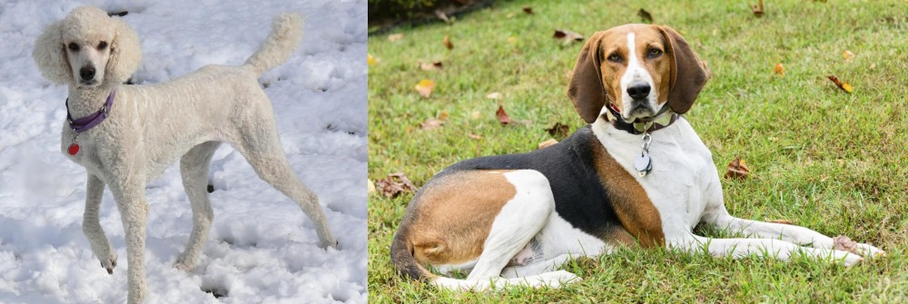 American English Coonhound vs Poodle - Breed Comparison