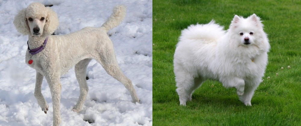 American Eskimo Dog vs Poodle - Breed Comparison
