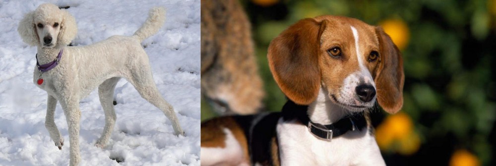 American Foxhound vs Poodle - Breed Comparison