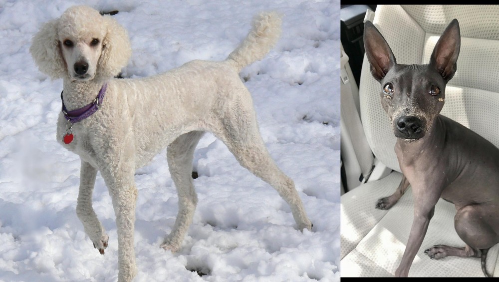 American Hairless Terrier vs Poodle - Breed Comparison
