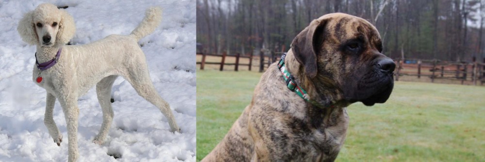 American Mastiff vs Poodle - Breed Comparison