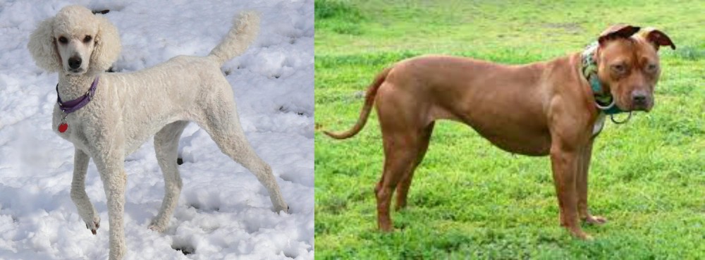 American Pit Bull Terrier vs Poodle - Breed Comparison