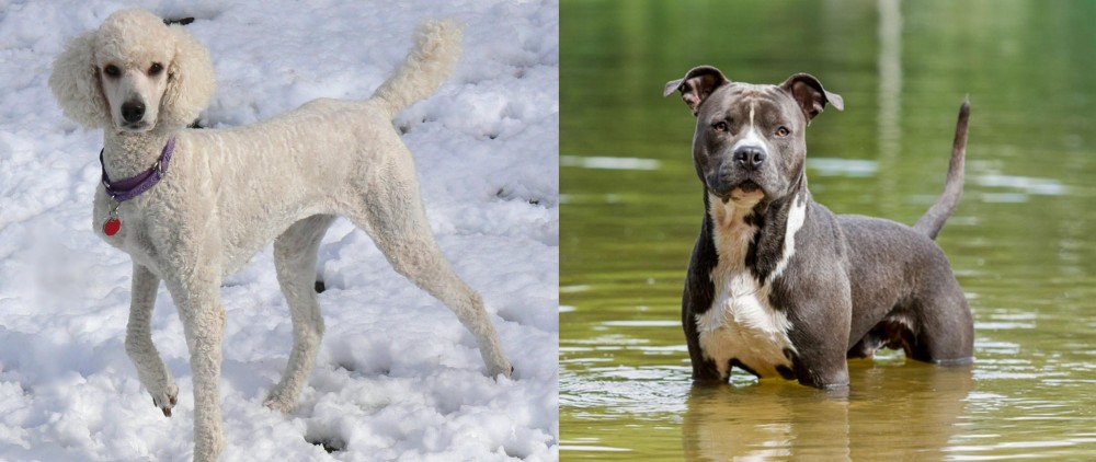 American Staffordshire Terrier vs Poodle - Breed Comparison
