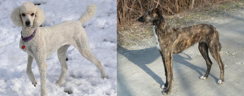 American Staghound vs Poodle - Breed Comparison