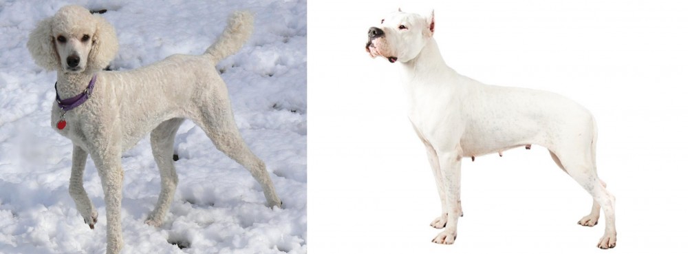 Argentine Dogo vs Poodle - Breed Comparison