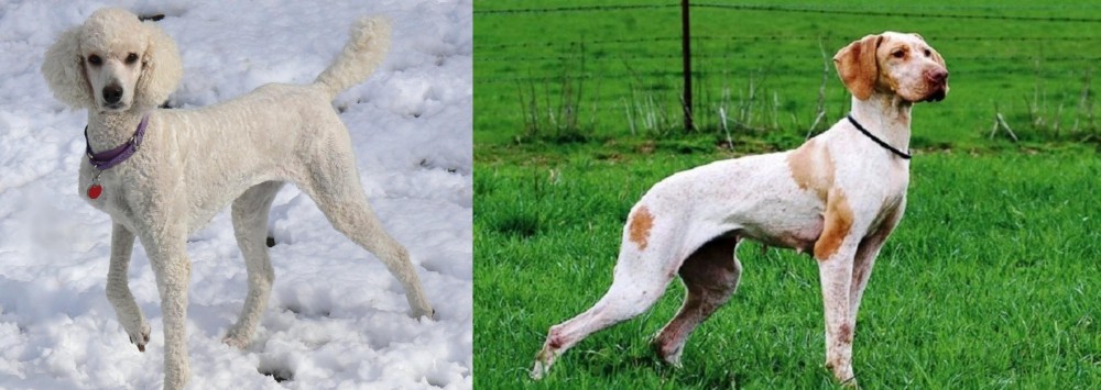 Ariege Pointer vs Poodle - Breed Comparison