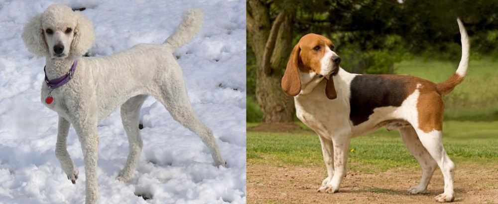 Artois Hound vs Poodle - Breed Comparison