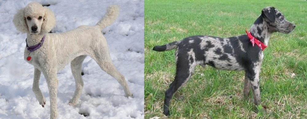 Atlas Terrier vs Poodle - Breed Comparison