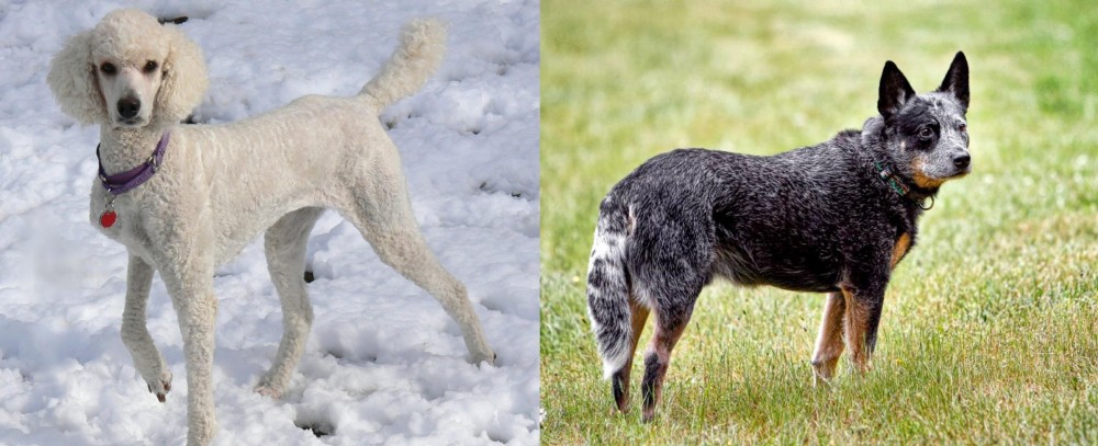 Austrailian Blue Heeler vs Poodle - Breed Comparison