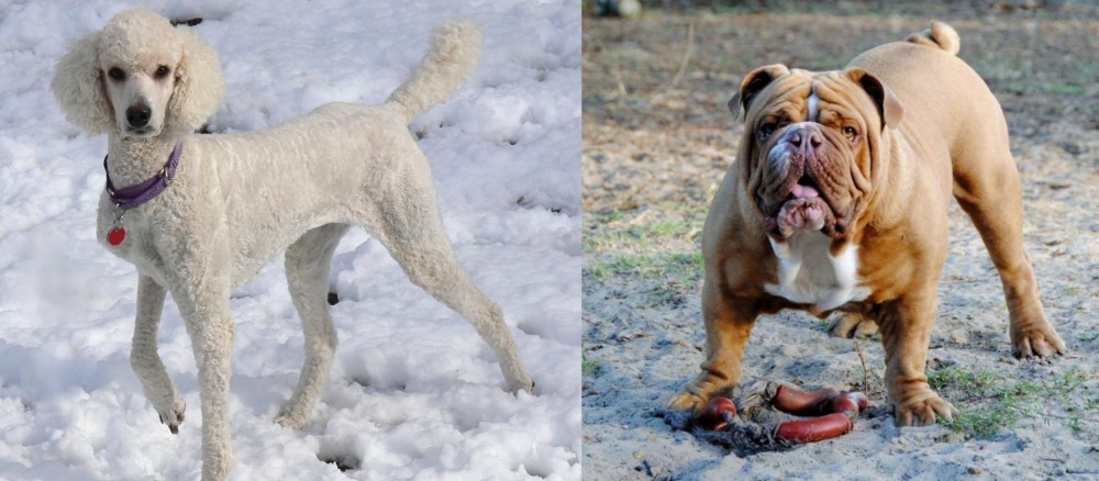 Australian Bulldog vs Poodle - Breed Comparison