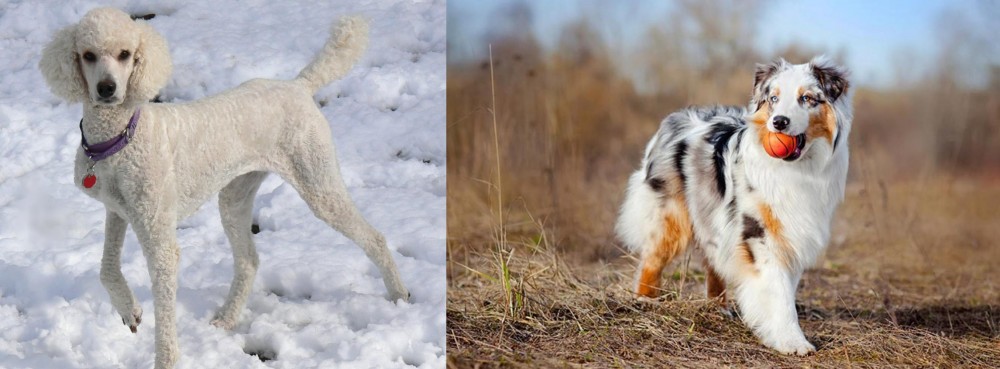 Australian Shepherd vs Poodle - Breed Comparison